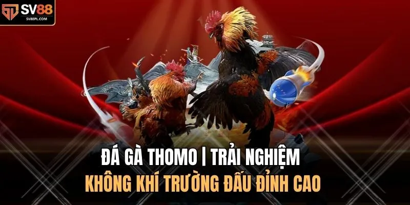 Đá Gà Thomo | Trải Nghiệm Không Khí Trường Đấu Đỉnh Cao